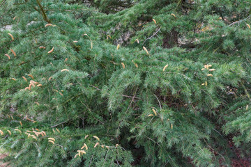 Ramas de cedro con acículas y conos masculinos. Cedrus.