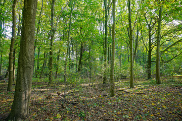 Obraz premium forest