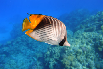 Naklejka na ściany i meble Butterflyfish In The Ocean. Tropical Fish In The Sea Near Coral Reef.