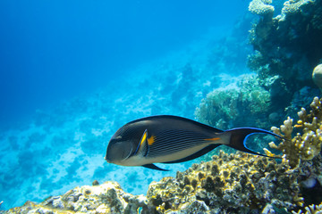 Fototapeta na wymiar Surgeonfish In The Ocean. Tropical Fish In The Sea Near Coral Reef.