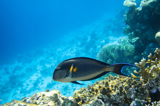 Surgeonfish In The Ocean. Tropical Fish In The Sea Near Coral Reef.