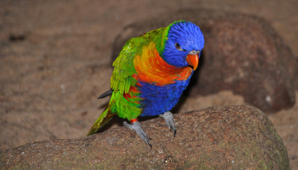 Lory parrot