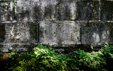 The green plants on old wall cement
