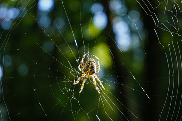 cross spider