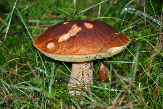 porcini mushroom