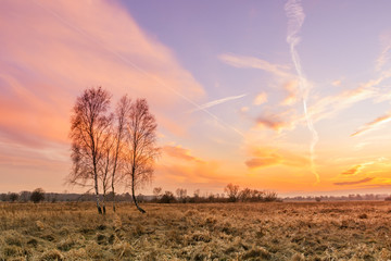 Drzewa © R.Jaszczynski