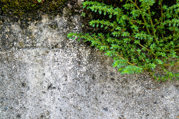The green plants on old wall cement