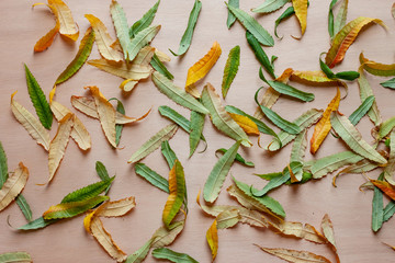 autumn yellow leaves in mess on wooden background