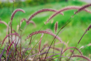 grass on a background