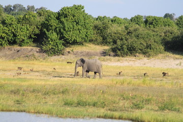 Obraz premium Eléphants au bord de l'eau