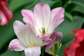 Fototapeta na wymiar Tulip buds