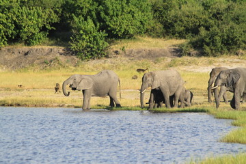 Eléphants au bord de l'eau