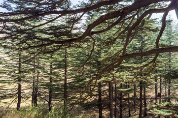 Fototapeta premium Cedar trees, Bsharri, Lebanon