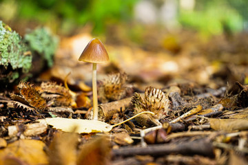 mushrooms in the forest