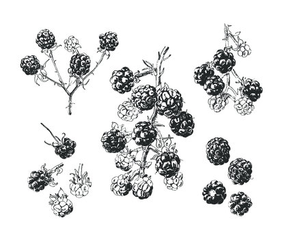 Ink Drawn Blackberry, Hand Drawn Illustration With  Blackberry Fruits