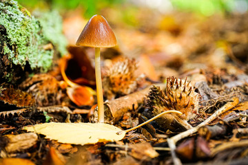 mushrooms in the forest