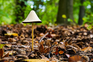 mushrooms in the forest