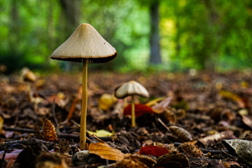 mushrooms in the forest