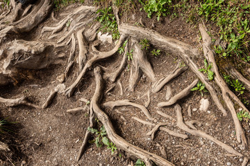 Spreading root system of tree; deep forest image
