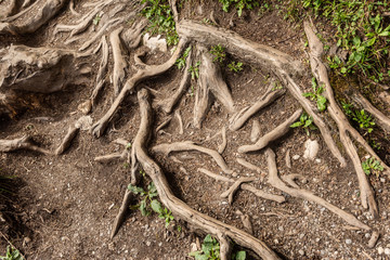 Spreading root system of tree; deep forest image