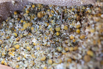 Dried chamomile flowers