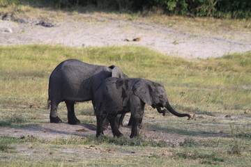 Fototapeta premium Eléphants au bord de l'eau