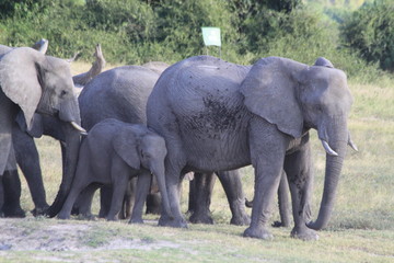 Fototapeta premium Eléphants au bord de l'eau
