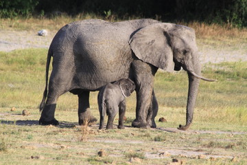 Fototapeta premium Eléphants au bord de l'eau
