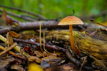 mushrooms in the forest