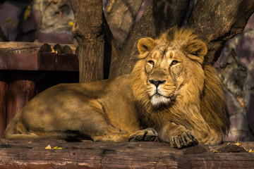Portrait of an Asian lion