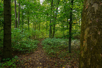 Obraz premium forest