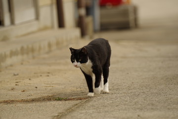 歩く猫　真鍋島