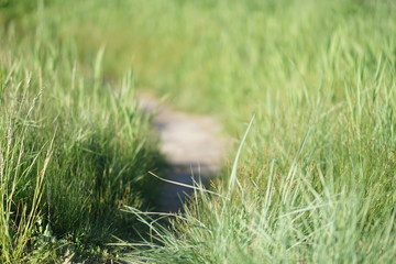 Obraz na płótnie Canvas Path in the green lush grass, sunny day