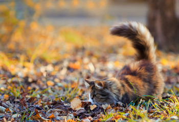 Fototapeta premium cute fluffy cat playing in the garden outside among the fallen leaves and grass on a Sunny autumn day