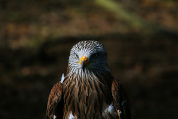portrait of an eagle