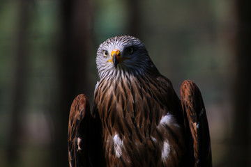 Fototapeta premium portrait of an eagle