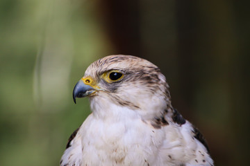 portrait of a falcon