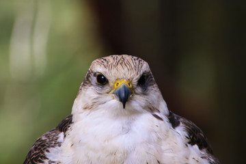 portrait of a falcon