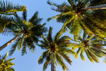 Fototapeta na wymiar Beautiful view of coconut trees, lit by setting sun.