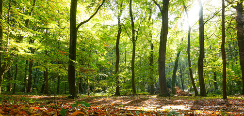 Fototapeta premium forest