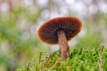 Grzyb © R.Jaszczynski