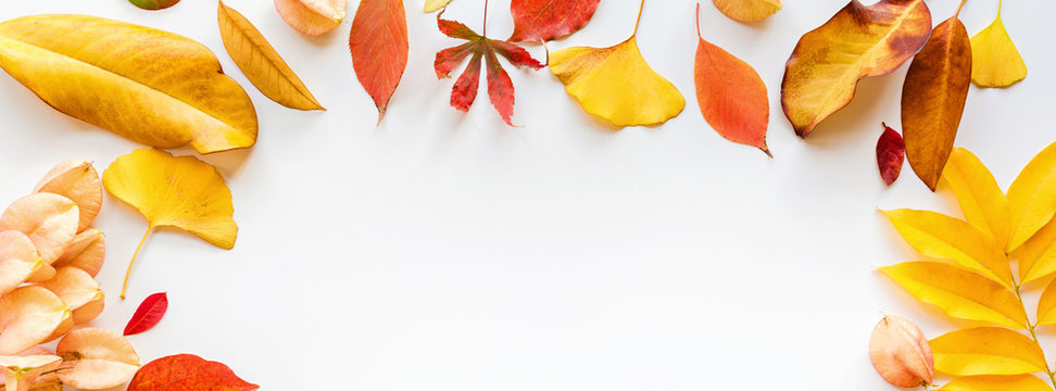 Web Banner With Yellow And Red Leaves On White Background. Seasonal Composition, Fall, Thanksgiving Day, Herbarium Concept. Mockup, Template, Overhead