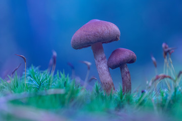 Grzyby © R.Jaszczynski