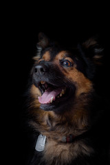 Bohemian Shepherd - Czech national breed portrait
