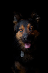 Bohemian Shepherd - Czech national breed portrait