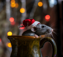 Christmas rat Symbol of the new year 2020. Year of the rat. Chinese New Year 2020. Christmas toys, bokeh