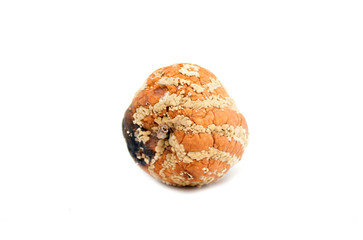 Rotten apple. Photo.