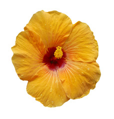 yellow color hibiscus isolated on white background.