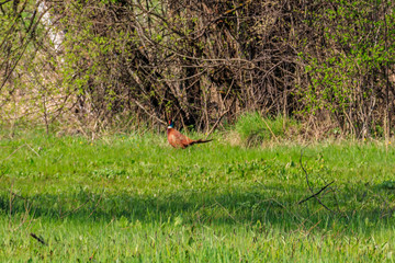 Pheasant in green grass on a meadow