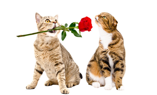 Adorable cat presents a rose to a cat sitting isolated on white background